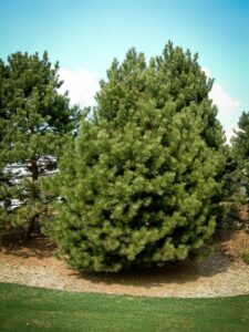 Сосна Чёрная (Pinus Nigra) купить по цене от 270.00р. в интернет-магазине «Посадика» с доставкой почтой в в Ивантеевкае и по всей России – [изображение №1].