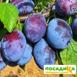 Слива Чачакская ранняя купить по цене от 229.00р. в интернет-магазине «Посадика» с доставкой почтой в в Ивантеевкае и по всей России – [изображение №1].