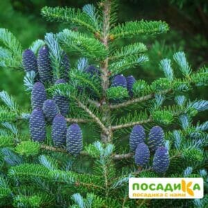 Пихта корейская (Abies koreana) купить по цене от 450.00р. в интернет-магазине «Посадика» с доставкой почтой в в Ивантеевкае и по всей России – [изображение №1].