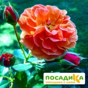 Роза Арабия купить по цене от 350.00р. в интернет-магазине «Посадика» с доставкой почтой в в Ивантеевкае и по всей России – [изображение №1].