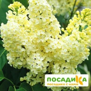 Сирень Примроуз (Primrose) купить по цене от 529.00р. в интернет-магазине «Посадика» с доставкой почтой в в Ивантеевкае и по всей России – [изображение №1].