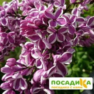 Сирень Сенсация купить по цене от 529.00р. в интернет-магазине «Посадика» с доставкой почтой в в Ивантеевкае и по всей России – [изображение №1].