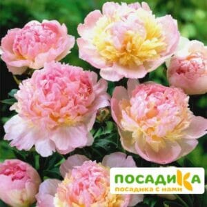 Пион Распберри Сандей (Paeonia Raspberry Sundae) купить по цене от 959р. в интернет-магазине «Посадика» с доставкой почтой в в Ивантеевкае и по всей России – [изображение №1].