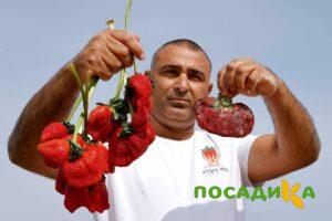Клубника Гигант Джорнея купить по цене от 266р. в интернет-магазине «Посадика» с доставкой почтой в в Ивантеевкае и по всей России – [изображение №1].