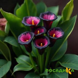 Калла Аура Лейс купить по цене от 400р. в интернет-магазине «Посадика» с доставкой почтой в в Ивантеевкае и по всей России – [изображение №1].