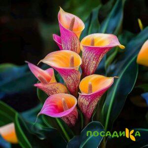 Калла Оникс купить по цене от 450р. в интернет-магазине «Посадика» с доставкой почтой в в Ивантеевкае и по всей России – [изображение №1].