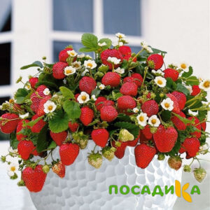 Клубника Рубиновый Шепот (горшечная) купить по цене от 240р. в интернет-магазине «Посадика» с доставкой почтой в в Ивантеевкае и по всей России – [изображение №1].