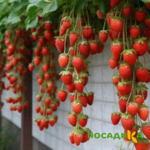 Клубника вьющаяся Комплимент купить по цене от 470р. в интернет-магазине «Посадика» с доставкой почтой в в Ивантеевкае и по всей России – [изображение №1].