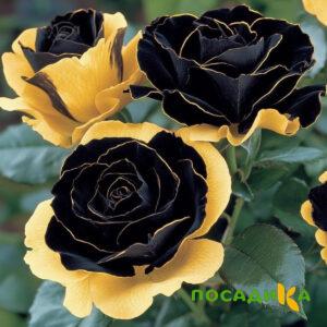 Роза Ханни Сикл купить по цене от 700р. в интернет-магазине «Посадика» с доставкой почтой в в Ивантеевкае и по всей России – [изображение №1].