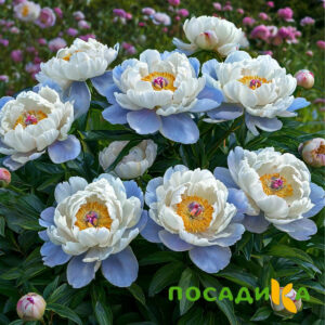 Пион акварельный Этюд купить по цене от 806р. в интернет-магазине «Посадика» с доставкой почтой в в Ивантеевкае и по всей России – [изображение №1].