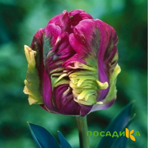 Тюльпан Экзотик Хэвен купить по цене от 186р. в интернет-магазине «Посадика» с доставкой почтой в в Ивантеевкае и по всей России – [изображение №1].