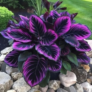 Хоста Люминоза купить по цене от 450р. в интернет-магазине «Посадика» с доставкой почтой в в Ивантеевкае и по всей России – [изображение №1].