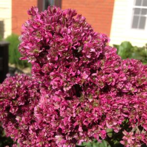 Флокс Филингс купить по цене от 329р. в интернет-магазине «Посадика» с доставкой почтой в в Ивантеевкае и по всей России – [изображение №1].