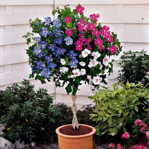 Гибискус-Дерево Триколор купить по цене от 289р. в интернет-магазине «Посадика» с доставкой почтой в в Ивантеевкае и по всей России – [изображение №1].