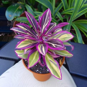 Хоста Сильвер Стик купить по цене от 650р. в интернет-магазине «Посадика» с доставкой почтой в в Ивантеевкае и по всей России – [изображение №1].