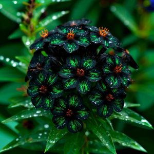 Флокс Ривьера купить по цене от 299р. в интернет-магазине «Посадика» с доставкой почтой в в Ивантеевкае и по всей России – [изображение №1].