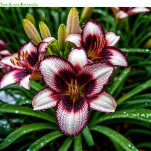 Лилейник Крим Сикл купить по цене от 799р. в интернет-магазине «Посадика» с доставкой почтой в в Ивантеевкае и по всей России – [изображение №1].