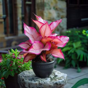 Хоста Розовая Симфония купить по цене от 800р. в интернет-магазине «Посадика» с доставкой почтой в в Ивантеевкае и по всей России – [изображение №1].