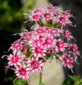 Флокс Метельчатый Путь купить по цене от 456р. в интернет-магазине «Посадика» с доставкой почтой в в Ивантеевкае и по всей России – [изображение №1].