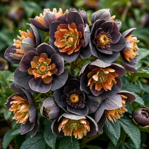 Морозник Блум Айс купить по цене от 499р. в интернет-магазине «Посадика» с доставкой почтой в в Ивантеевкае и по всей России – [изображение №1].