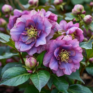 Морозник Айс Принцесс Чарм купить по цене от 650р. в интернет-магазине «Посадика» с доставкой почтой в в Ивантеевкае и по всей России – [изображение №1].