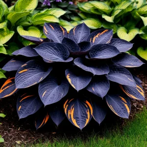 Хоста Умбра купить по цене от 349р. в интернет-магазине «Посадика» с доставкой почтой в в Ивантеевкае и по всей России – [изображение №1].