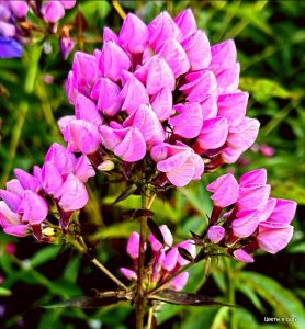 Флокс Бутоник купить по цене от 461р. в интернет-магазине «Посадика» с доставкой почтой в в Ивантеевкае и по всей России – [изображение №1].