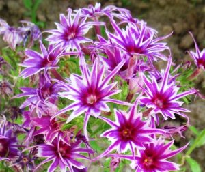 Флокс Звездное Кружево купить по цене от 361р. в интернет-магазине «Посадика» с доставкой почтой в в Ивантеевкае и по всей России – [изображение №1].