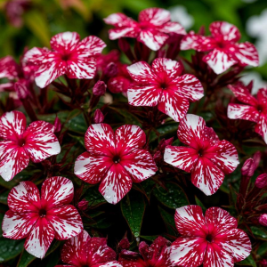 Флокс Ливер Гриммер купить по цене от 590р. в интернет-магазине «Посадика» с доставкой почтой в в Ивантеевкае и по всей России – [изображение №1].