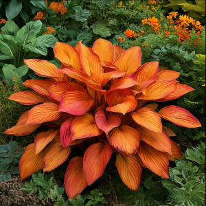 Хоста Солнечный Нектар купить по цене от 605р. в интернет-магазине «Посадика» с доставкой почтой в в Ивантеевкае и по всей России – [изображение №1].