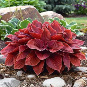 Хоста Малыш Шедевр купить по цене от 421р. в интернет-магазине «Посадика» с доставкой почтой в в Ивантеевкае и по всей России – [изображение №1].