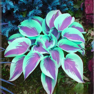 Хоста Висперин Бьюти купить по цене от 379р. в интернет-магазине «Посадика» с доставкой почтой в в Ивантеевкае и по всей России – [изображение №1].