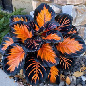 Хоста Сикрет Форест купить по цене от 601р. в интернет-магазине «Посадика» с доставкой почтой в в Ивантеевкае и по всей России – [изображение №1].