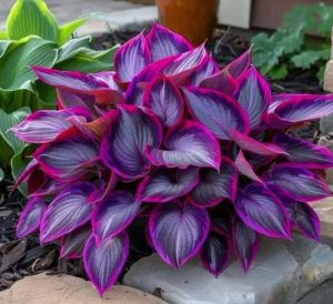 Хоста Сикрет Гарденс купить по цене от 549р. в интернет-магазине «Посадика» с доставкой почтой в в Ивантеевкае и по всей России – [изображение №1].