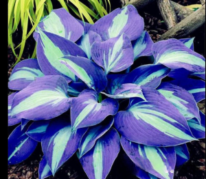 Хоста Аурелия купить по цене от 450р. в интернет-магазине «Посадика» с доставкой почтой в в Ивантеевкае и по всей России – [изображение №1].